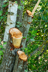 Cut trees in the forest in summer.