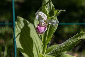 Close up view of a pink and white cypripedium reginae (showy lady’s slipper) orchid flower, blooming in dappled sunlight. Also called moccasin flower.
