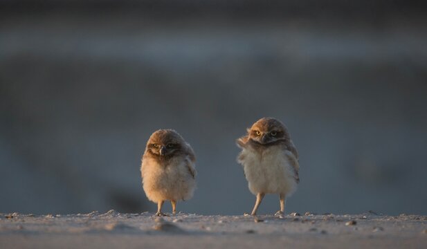 Baby Burrowing Owls