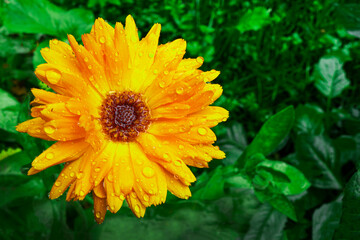 Calendula flower with petals covered with dew.