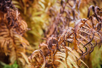Magnificent golden Bracken Fern (Pteridium aquilinum) leaf with autumn colors in a wild forest. Natural yellow-brown natural autumn background and texture
