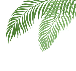 Palm Tree Leaf Border