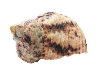 Sea shell isolated on white