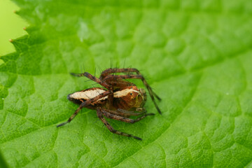 Closeup on a small hairy North-American western lynx spider, Oxyopes scalaris sitting on a green leaf , Oregon