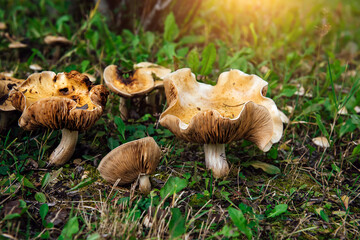 Whild mushrooms outdoors in the forest in autumn close up. Mushrooms growing in grass. Gathering edible and inedible mushrooms. Natural autumn background