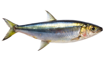 Fototapeta premium sardine fish against a white background. The fish has a streamlined body with a silver sheen and distinct horizontal stripes running along its sides