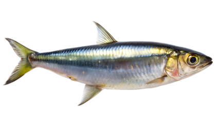 sardine fish against a white background. The fish has a streamlined body with a silver sheen and distinct horizontal stripes running along its sides