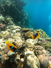 coral reef with fish