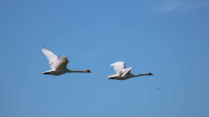 Cygnes en vol
