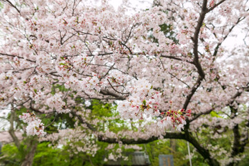 Fototapeta premium White cherry blossom at Nyoirinji temple in spring, Ogori, Fukuoka