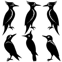 Obraz premium Beautiful bird Woodpecker silhouette black color vector icon illustration