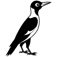 Beautiful bird Woodpecker silhouette black color vector icon illustration