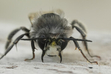 Frontal closeup on a male Pacific Dune-Digger solitary bee, Habropoda miserabilis