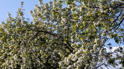 Fototapeta premium A tree with many branches and leaves is full of white flowers