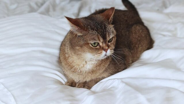 Large paln of a Scottish Straight cat, top view, sitting on a bed in the bedroom.