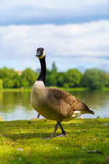 Country goose on the lake