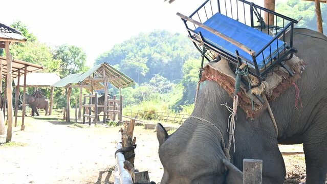 Happiness Asian elephant (Elephas maximus) in wildlife conservation area in Chiang Rai province of Thailand.