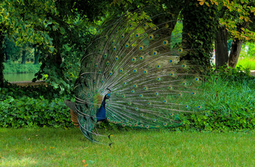 Majestic male peacock showcases its vibrant, iridescent tail feathers in a natural garden habitat.