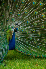 Obraz premium A majestic male peacock showcases its elaborate and colorful tail feathers in a full display on a lush green backdrop.