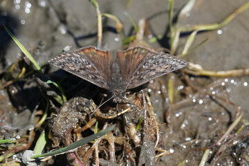 Closeup on a brown North-American Propertius duskywing butterfly, Erynnis propertius drinking at a puddle with spread wings