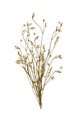 Pressed floristry, oshibana. Delicate bouquet of dried pressed wildflowers in boho style. Perfect for interior decorating, design, cards, patterns, floral arrangements, wedding cards and invitations. © Yuliia
