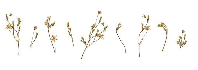Set of delicate dried pressed wildflowers. Perfect for creating stunning collages, heartfelt cards, frames, interior decorating and creating oshibana. © Yuliia
