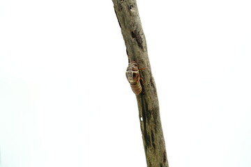 Cicadidae on a white background.