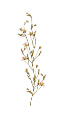 Delicate floral arrangement of dried wildflowers, collage. Pressed floristry, oshibana. Perfect for...