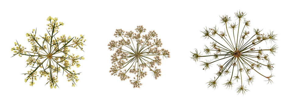 A set of pressed dried wildflowers of umbrella plants isolated on white. Perfect for creating botanical cards, wedding invitations, oshibana, frames, floral arrangements. Flat design, top view.