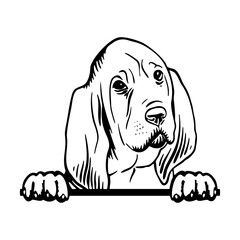 Peeking Bloodhound - Dog Breed, Puppy Breed Vector File, detailed vector