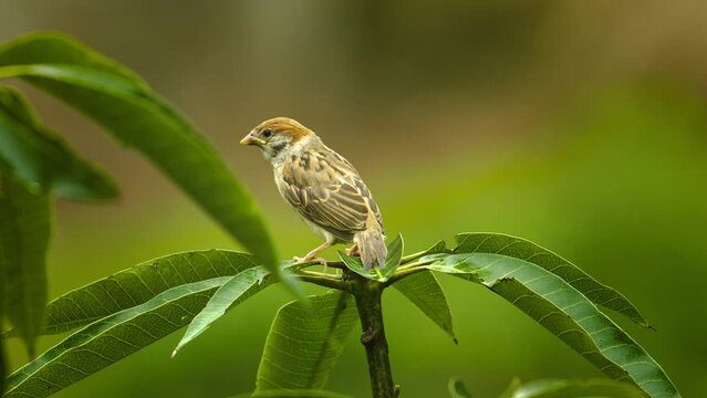Tree sparrow feeding the baby chick