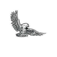 Vintage hand drawn flying brave bird vector illustration