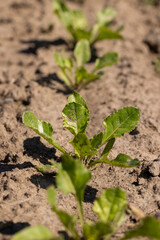 a field with white beetroot for the production of white beet sugar