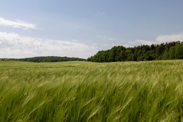 Fototapeta premium unripe barley ears in spring