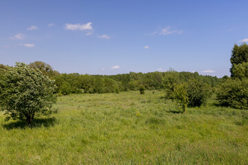 deciduous trees in windy weather in swaying foliage