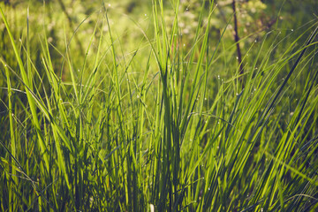 trawa © Marcin Łazarczyk