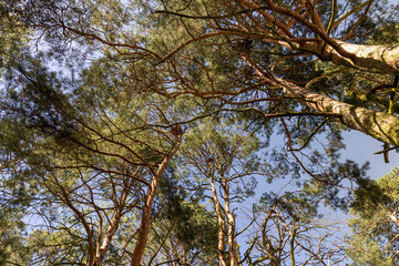 Fototapeta premium tall pines with green foliage in spring