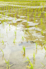 田植えが終わったばかりの田んぼの風景