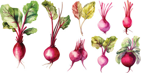 beet clipart vector for graphic resources	