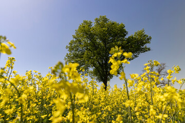 Obraz premium one tree in a field with yellow flowering rapeseed