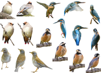 切り抜き透過素材セットー野鳥7