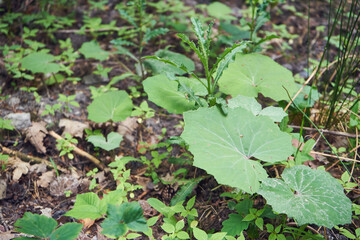 Podbiał pospolity ,Tussilago farfara L.