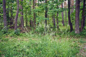 Obraz premium Kłosówka wełnista ,Holcus lanatus L.,trawa