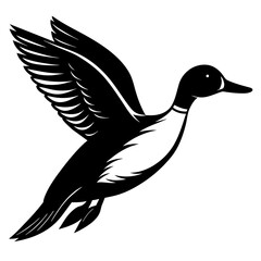 Pintail Duck flying vector silhouette on a white background.