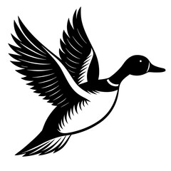 Pintail Duck flying vector silhouette on a white background.