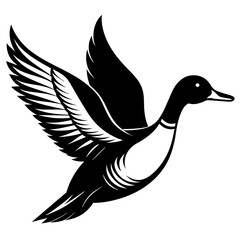 Pintail Duck flying vector silhouette on a white background.