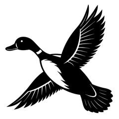 Pintail Duck flying vector silhouette on a white background.