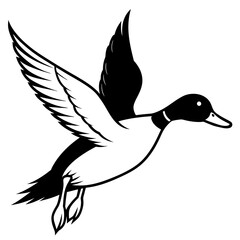 Pintail Duck flying vector silhouette on a white background.