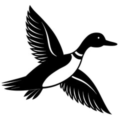 Pintail Duck flying vector silhouette on a white background.