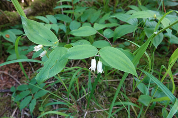 Closeup on the North-American white twin flowers of Largeflower fairybells wildflower, Prosartes smithii